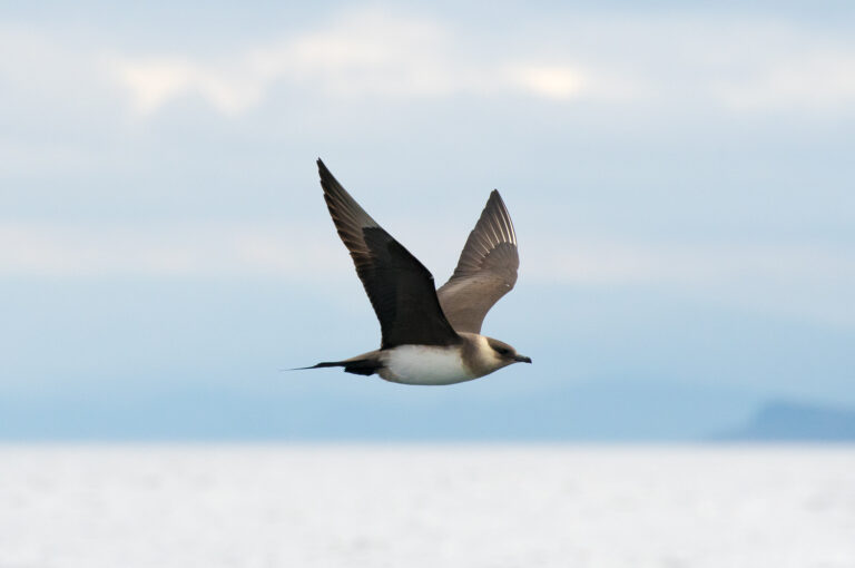 Arctic skua hunting in the hebrides near the isle of coll