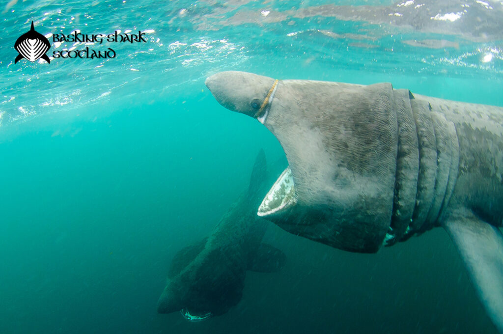 basking shark fouled by marine plastic debris
