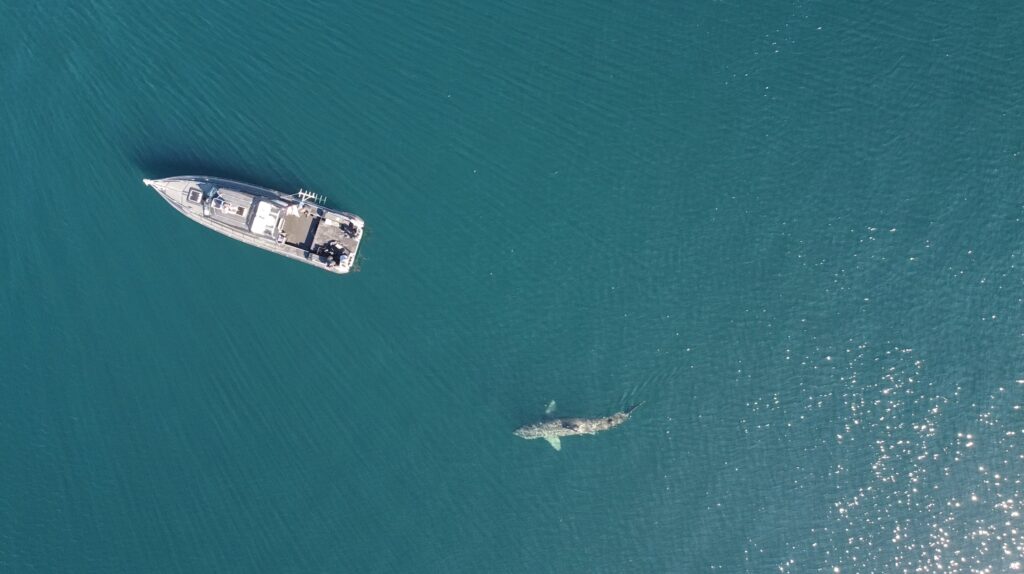 drone basking shark with boat