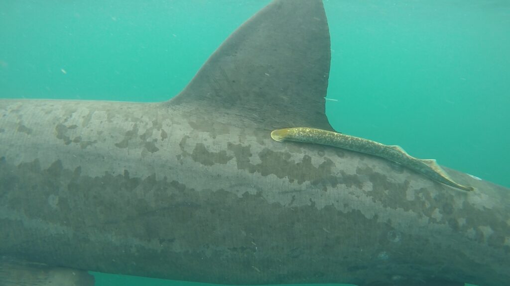 lamprey on a basking shark