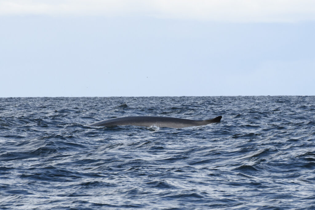 fin whale feeding near Isle of Coll