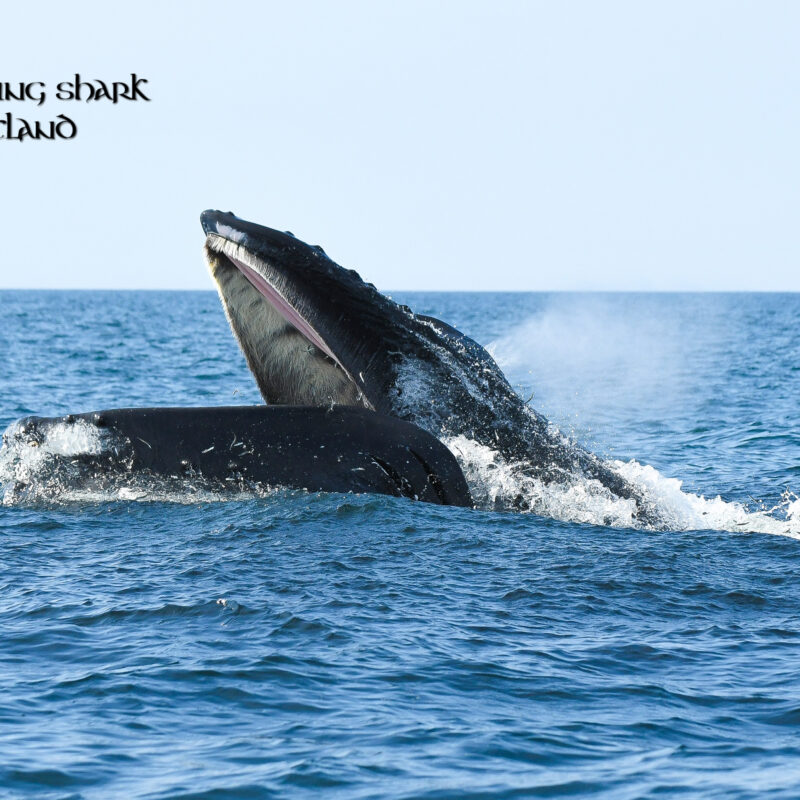 humpback whale feeding off Isle of Coll