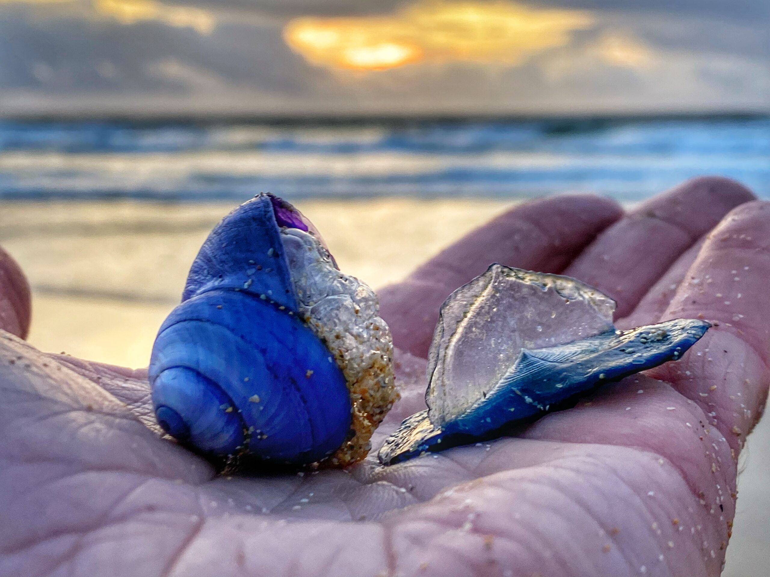 violet sea snail and by-the-wind sailor on Isle of Coll