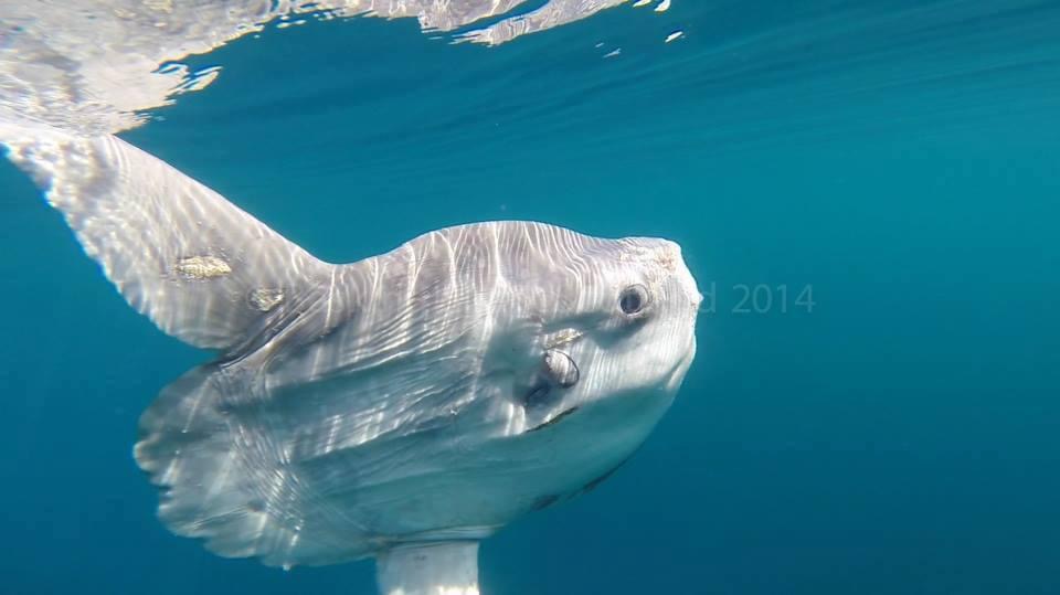 snorkeling with an ocean sunfish (mola mola) near Isle of Coll