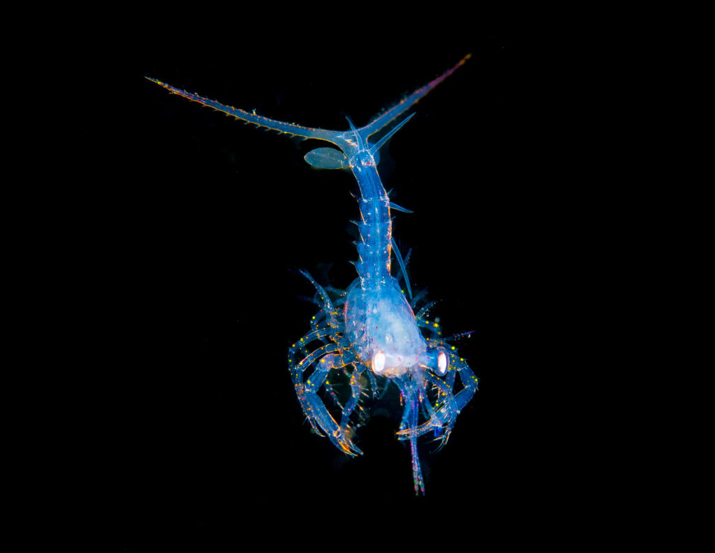 Juvenile langoustine in the plankton Near Oban 