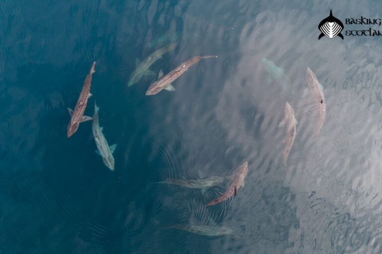 basking shark torus