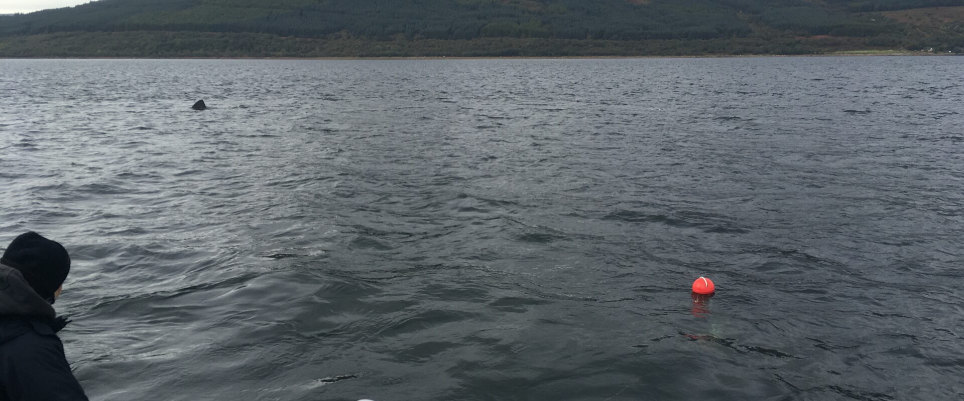 sampling for plankton near feeding basking sharks