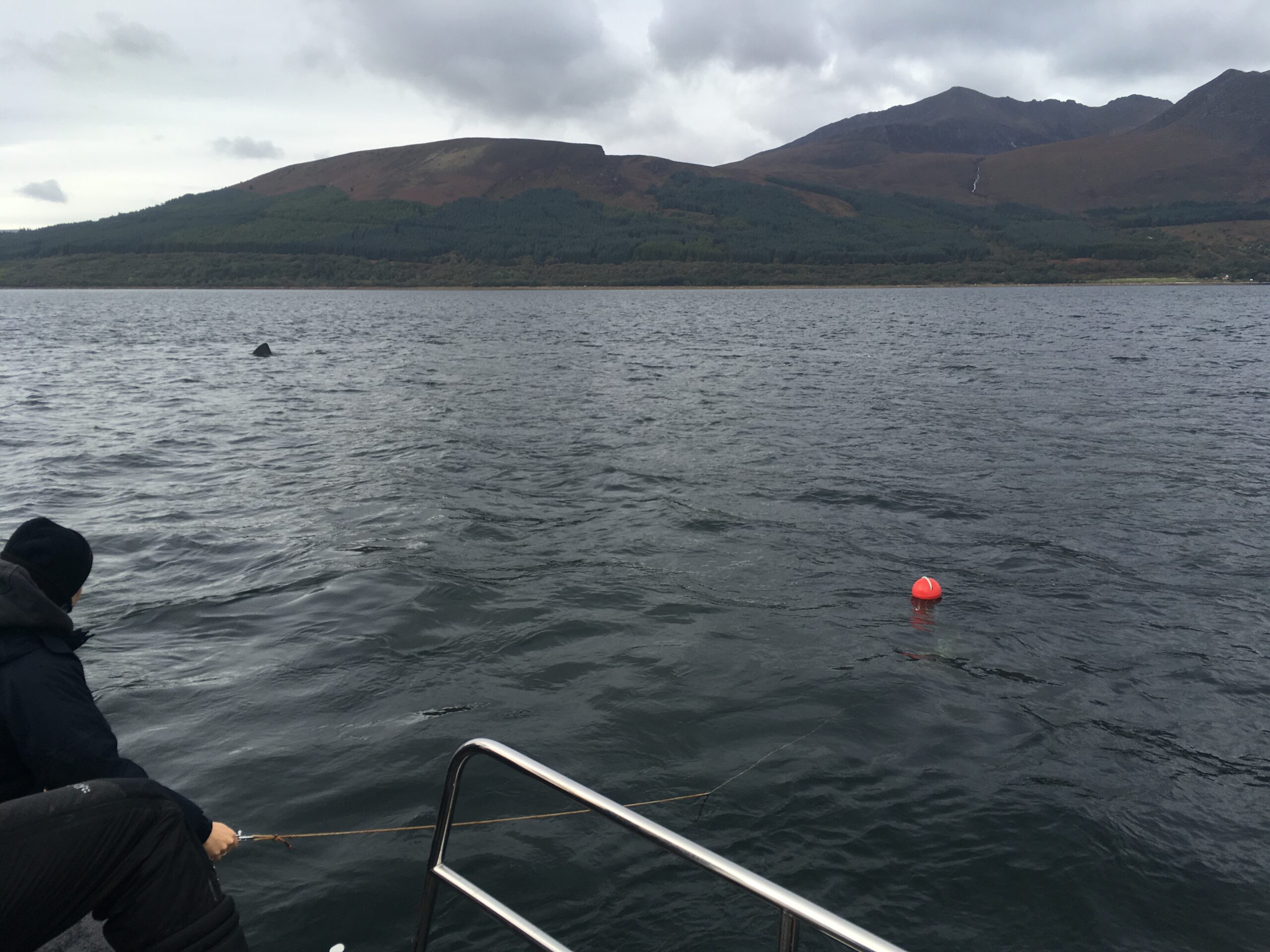 sampling for plankton near feeding basking sharks