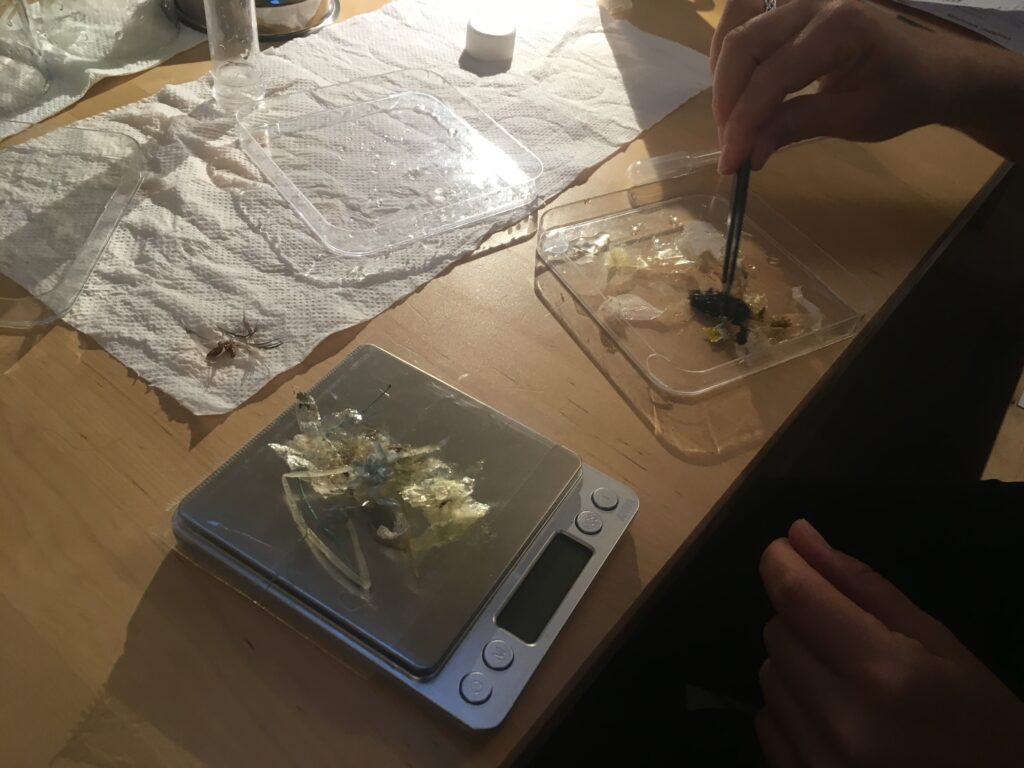 plastic found where basking sharks were feeding