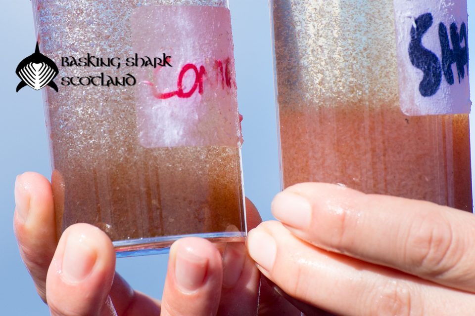 basking shark and plankton sampling