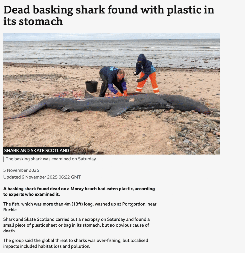 basking shark, plastic in stomach