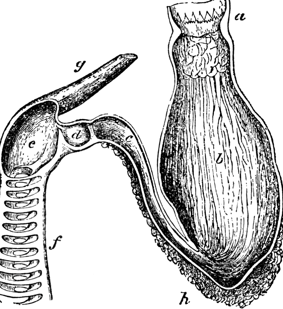basking shark stomach & intestine