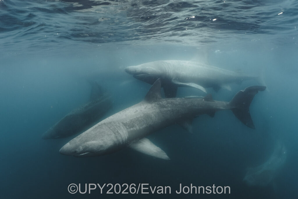 basking sharks by Evan Johnson, the British waters wide angle category winner at underwater photographer of the year 2026