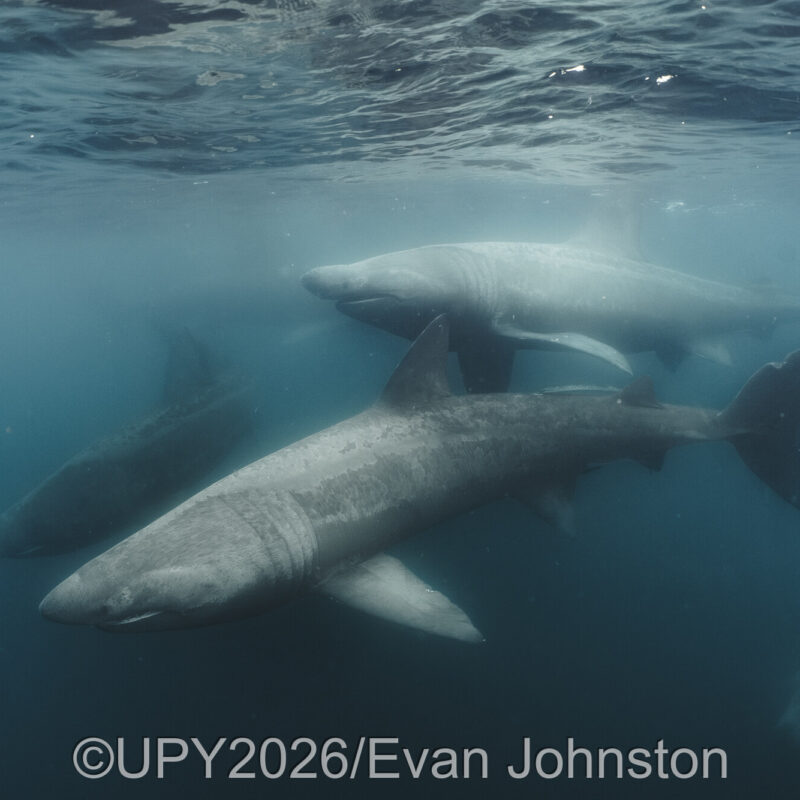 basking sharks by Evan Johnson, the British waters wide angle category winner at underwater photographer of the year 2026