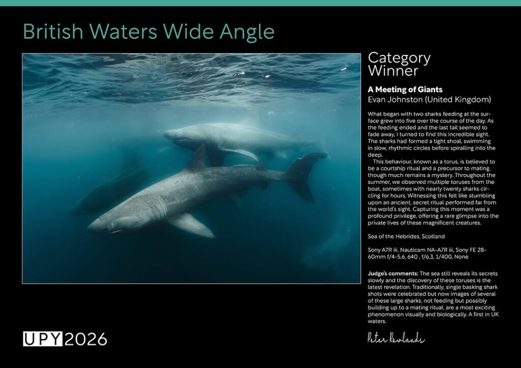 basking sharks by Evan Johnson, the British waters wide angle category winner at underwater photographer of the year 2026